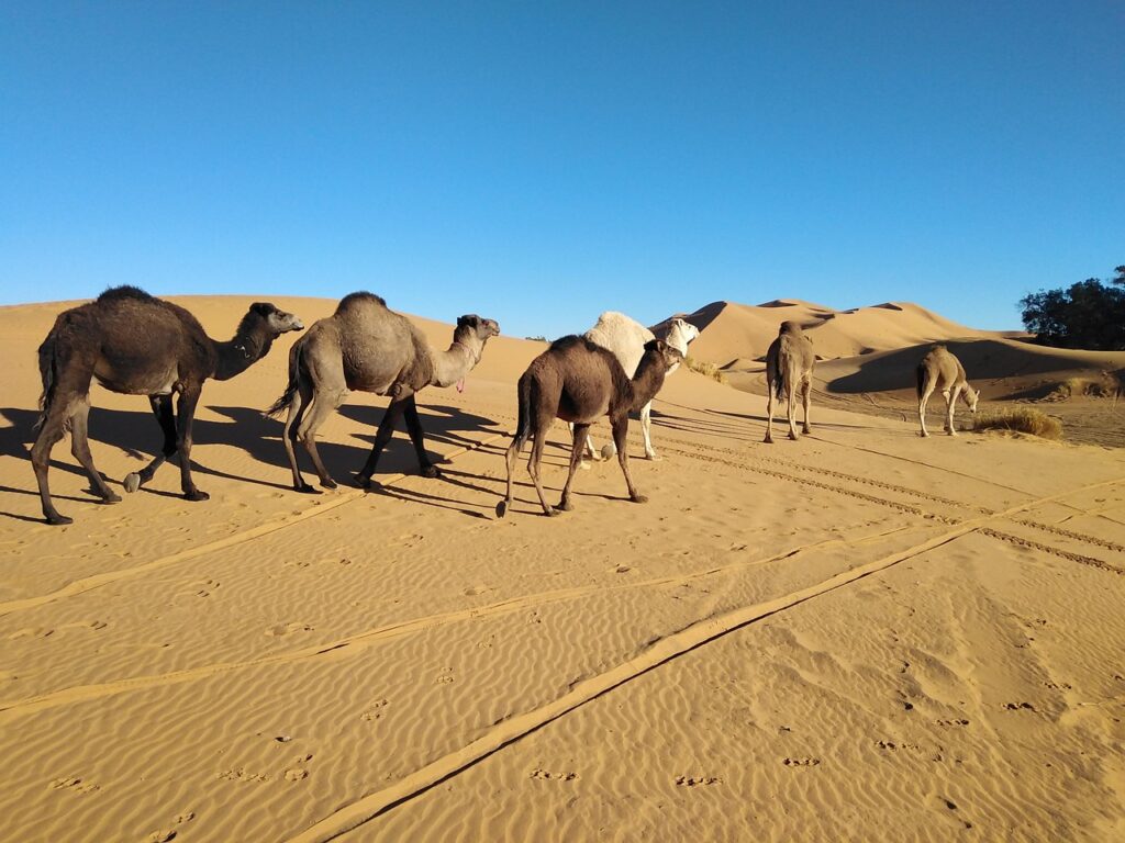 3 Days Tour from Marrakech to Erg Chigaga Desert – photo 5